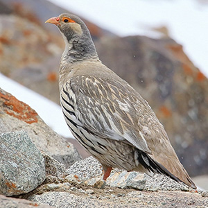 Tibetan Snowcock